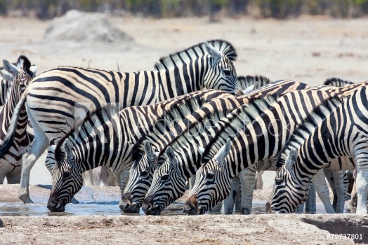 Picture of herd Damara zebra at waterhole